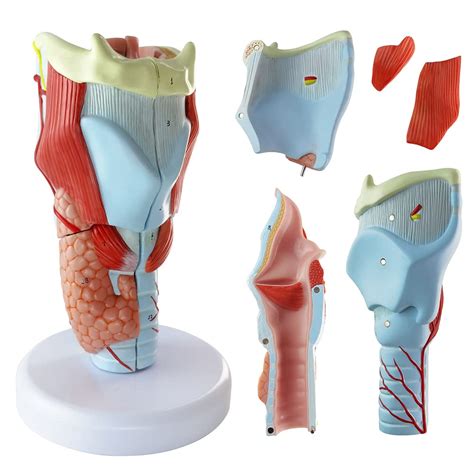 Buy NEW HORIZON 1 5X Life Size Human Laryngeal Model Nasal Oral Cavity