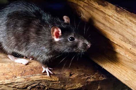 4 Tips On Dealing With Roof Rats in Gilbert, Arizona