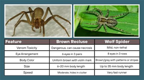 brown recluse spider  wolf spider    differences