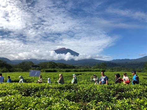 Id Food Ajak Umkm Petani Dan Stakeholders Angkat Teh Indonesia