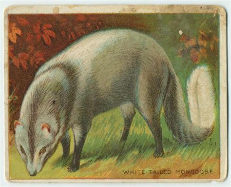 White-Tailed Mongoose. | Animals, Mammals, New york public library