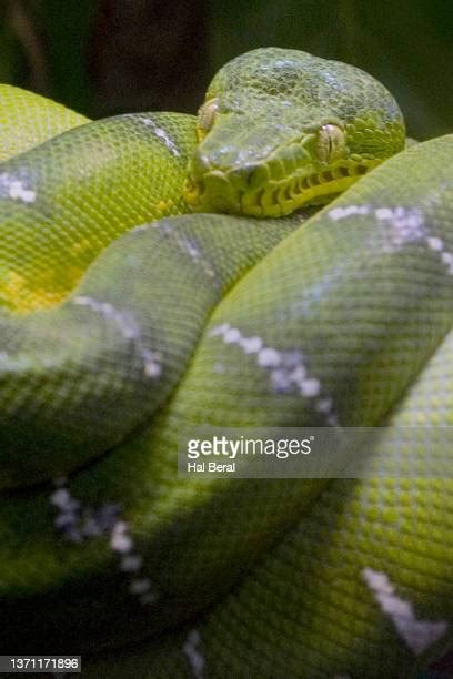 64 Rainforest Boa Constrictor Stock Photos, High-Res Pictures, and Images - Getty Images