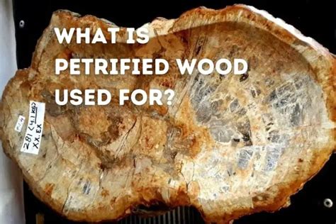 What Is Petrified Wood Used For Driftwood Academy