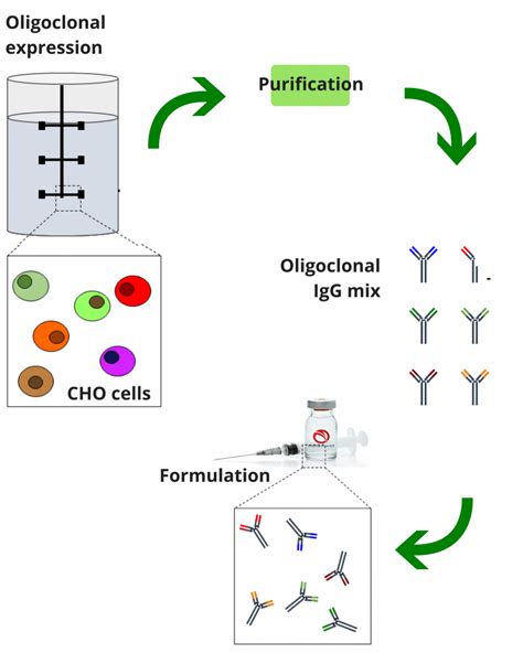 Cho Cells Expression Center For Antibody Technologies