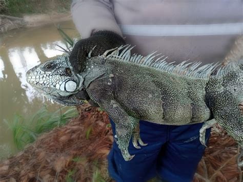 FOTOS 37 animais silvestres são resgatados em obra do Prosamin em