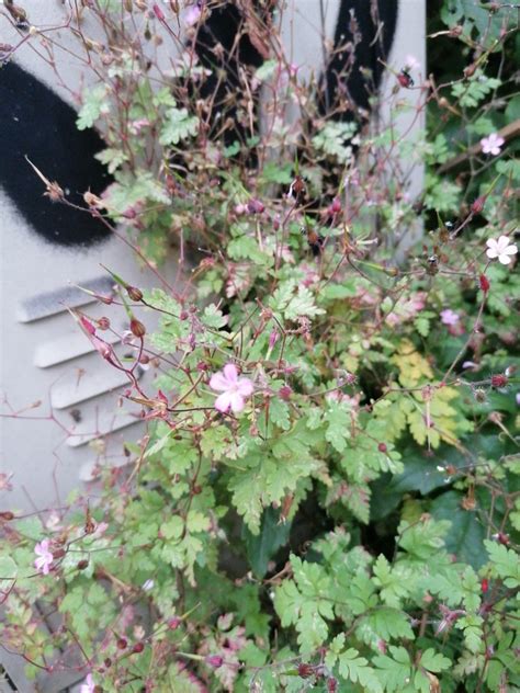 Photo Herb Robert Geranium Robertianum Observation Org