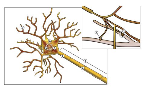 Aufbau Nervenzelle Diagram Quizlet