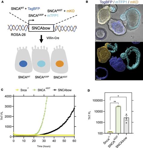 Jci Insight Gut Mucosal Cells Transfer α Synuclein To The Vagus Nerve