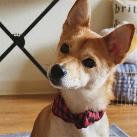 The Shiba Inu Chihuahua Mix: Tiny, Sweet, But Never Discreet