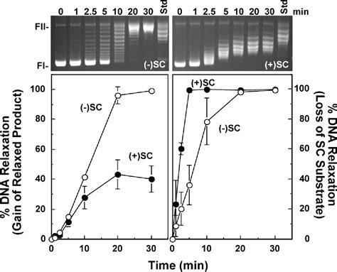 Figure 1 From Ability Of Viral Topoisomerase II To Discern The