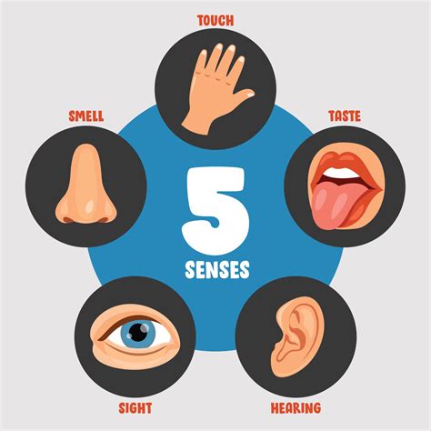 Five Senses Concept With Human Organs 2396062 Vector Art at Vecteezy