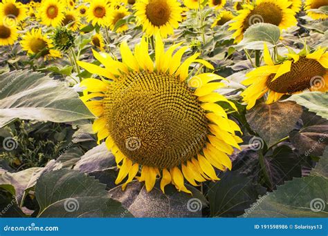 Sunflower Field. the Agriculture, Farming Concept Stock Photo - Image ...