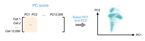 Single Cell Rna Seq Normalization Identification Of Most Variable