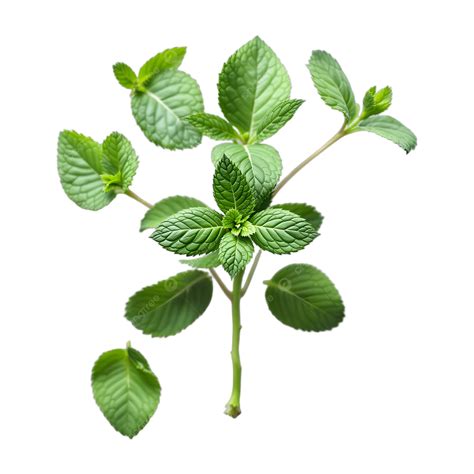 Freshness Mint Plant, Mint, Green, Leaves PNG Transparent Image and