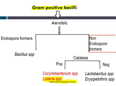 Aerobic Gram Positive Bacilli Flashcards Quizlet