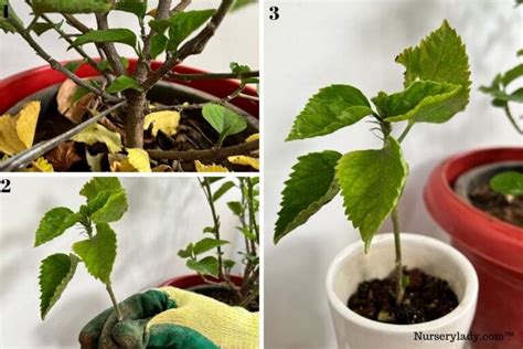 How To Propagate Hibiscus 4 Methodsstep By Step Guide