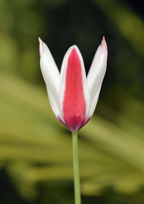 Tulip Clusiana Lady Jane : The Garden Club of Houston