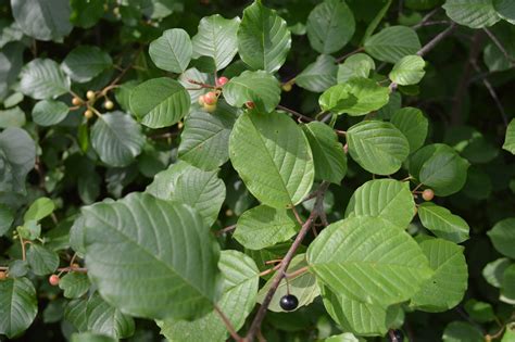 Report an Invasive Species — New Brunswick Invasive Species Council