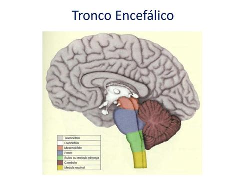 Fisiologia Do Sistema Nervoso Tudo Sobre A Estrutura Fun Es E Tipos