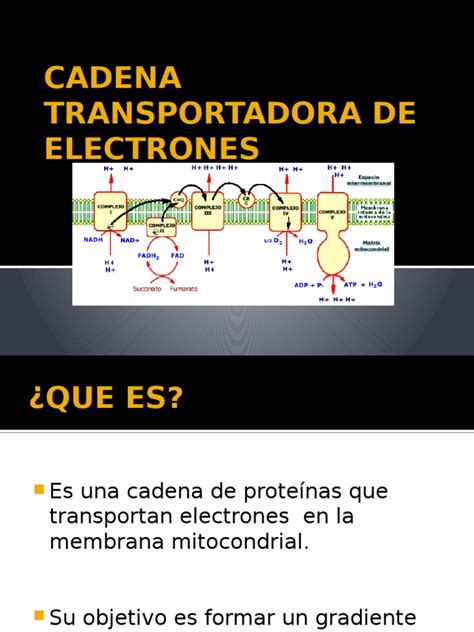 Cadena Transportadora De Electrones Pdf