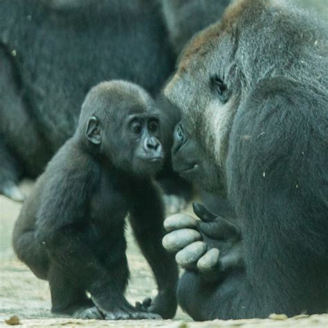 Baby Gorillas Bomassa and Apollo Grow Up: Gorilla Kiss