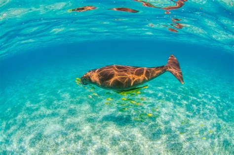 A Dugong At Coral Bay In Ningaloo Reef It Has Paddle Like Flippers