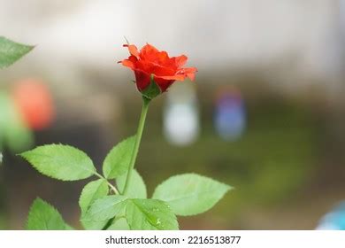 Rose Flower Blur Background Stock Photo 2216513877 | Shutterstock