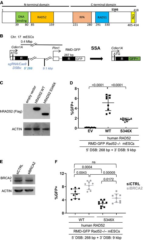 The Rad S X Variant Reduces Risk Of Developing Breast Cancer In