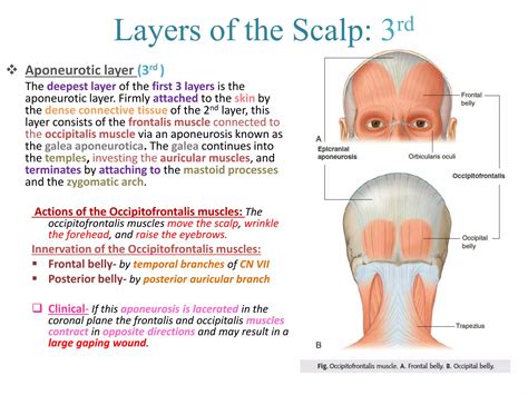 Anatomy of the Scalp | PPT