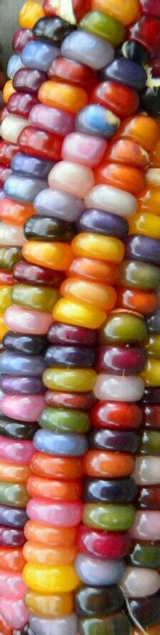 Corn Heirloom Indian Glass Gem Corn Was Born In Oklahoma Bred By A