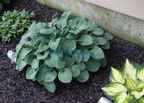 Купить хосту Блю Маус Иэрс в интернет-магазине Анны Калугиной. Фото ...