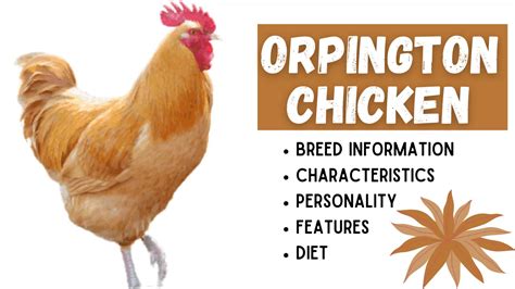 Orpington Chicken: History, Egg Laying, Temperament, Size