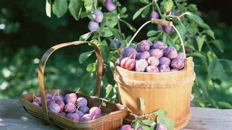 A Beginners Guide To Growing And Caring For Plum Trees The Arches