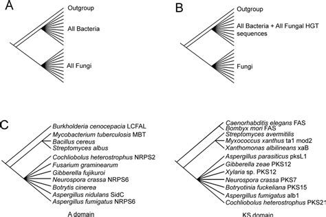 Pdf Interkingdom Gene Transfer Of A Hybrid Npspks From Bacteria To