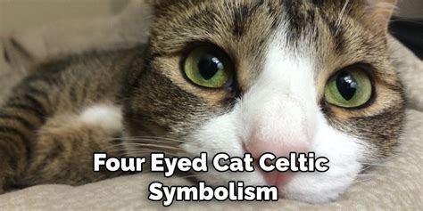 Four Eyed Cat Meaning Symbolism And Totem Explained