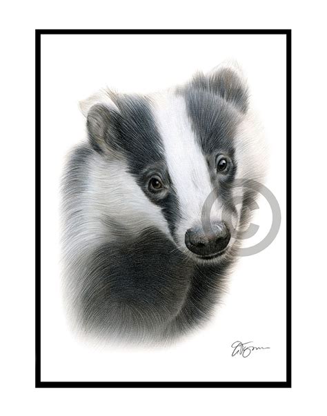 BADGER Original Color Pencil Drawing Animal Art Portrait - Etsy