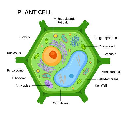 Illustration Of The Plant Cell Anatomy Structure Vector Infographic ...