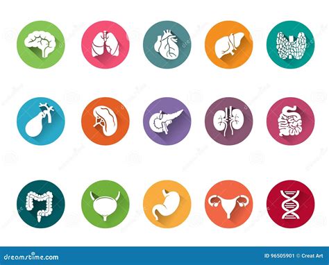 Ensemble Dicône De Vecteur Dorganes Internes Humains Illustration De