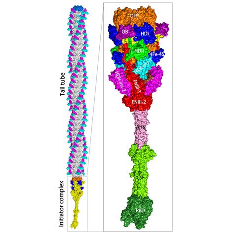 Architecture Of The Bacteriophage Lambda Tail Structure