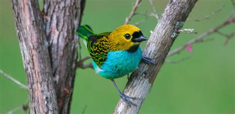 Bird Of The Week Gilt Edged Tanager Kern Audubon Society