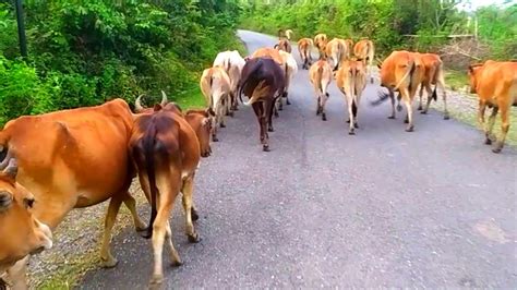 VIDEO SAPI LEMBU LUCU JINAK LOMBA LARI DI JALAN RAYA MENGGANGGU