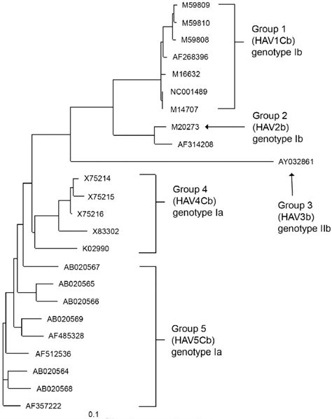 Dendrogram Showing The Grouping Of Hav Strains Based On Their Genetic