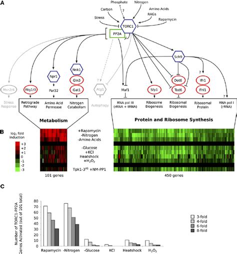 Structure And Function Of The Torc Dependent Transcriptional Network