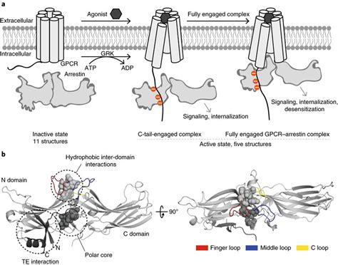 The Arrestin Signaling Cycle A Left Inactive Arrestin Is Present In