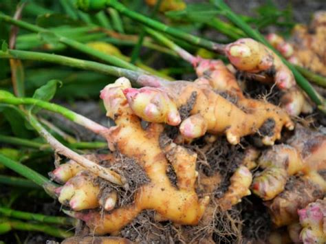 When to Harvest Ginger - Gardening Tips 2024 - Northern Nester