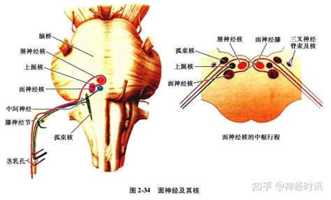 中枢神经系统疾病定位诊断图解脑桥的解剖生理及定位诊断 知乎