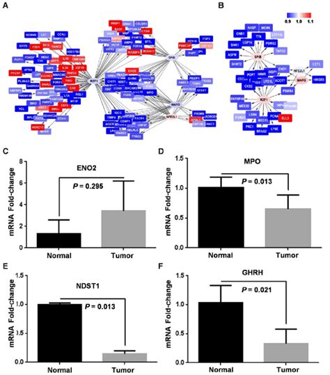 Tf Target Regulatory Networks Were Different In Squamous Cell Carcinoma