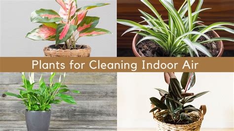 Best Plants For Cleaning Indoor Air Air Purifying Houseplants