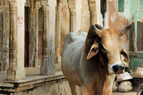 Cow Farming In India: What Is It & Are Indian Cow Farms Cruel? - GenV