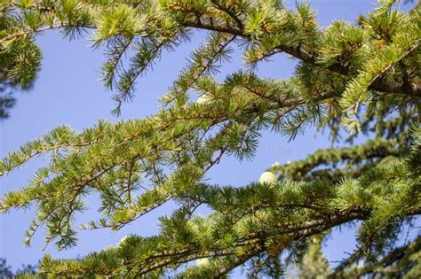 Green Cones On A Branch Of The Large Coniferous Trees Cedrus Libani